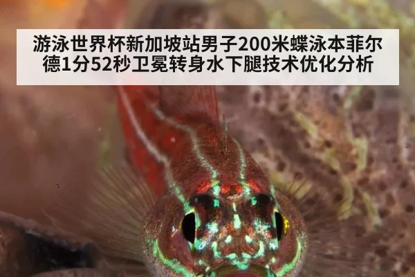 游泳世界杯新加坡站男子200米蝶泳本菲尔德1分52秒卫冕转身水下腿技术优化分析